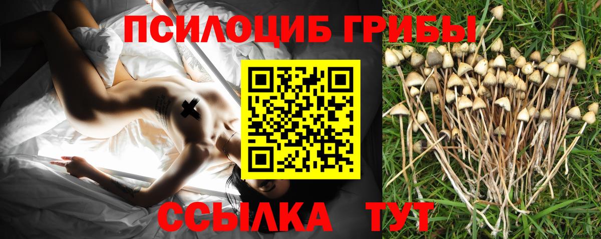 Псилоцибиновые грибы Cubensis  Вход с VPN  где купить наркотик  Кингисепп 